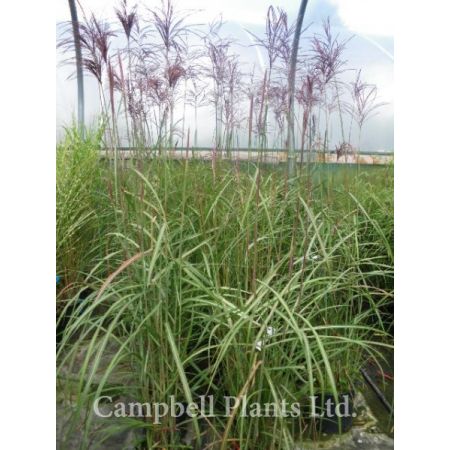 Miscanthus “Gracillimus” - Image courtesy of Campbell Plants Ltd