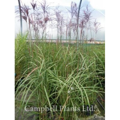 Miscanthus “Gracillimus” - Image courtesy of Campbell Plants Ltd