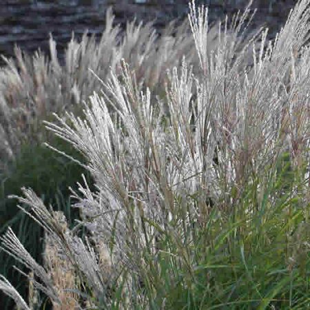 Miscanthus 'Kleine Silberspinne' - Public Domain Image