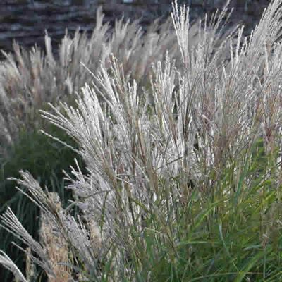 Miscanthus 'Kleine Silberspinne' - Public Domain Image