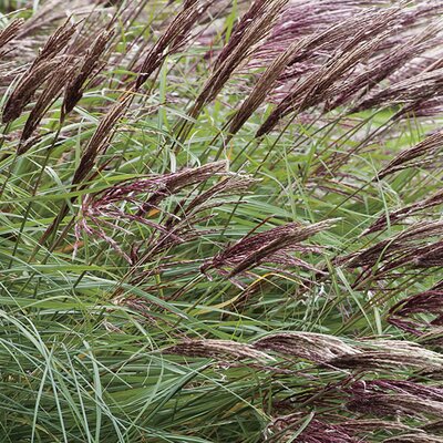 Miscanthus 'Red Chief' - Public Domain Image