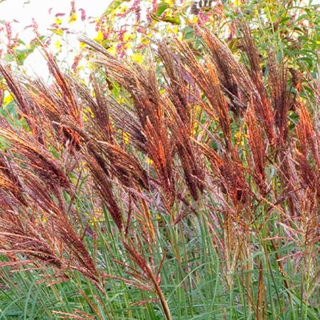 Miscanthus 'Red Chief' - Public Domain Image