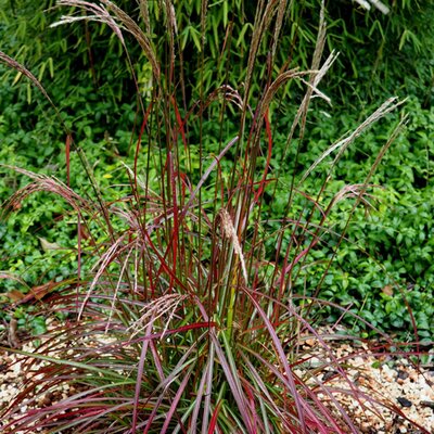 Miscanthus 'Ruby Cute' - Image courtesy of Schram Plants