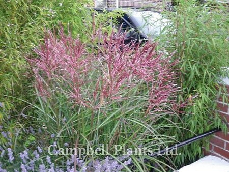 Miscanthus 'Flamingo' - Image courtesy of Campbells Plants Ltd.