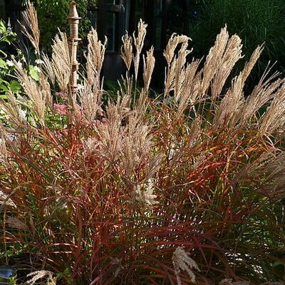 Miscanthus Sinensis 'Ferne Osten' - Photo by Schnobby (CC BY-SA 3.0)