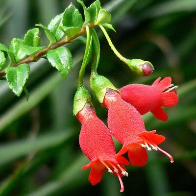Mitraria coccinea - Photo by Stan Shebs (CC BY-SA 3.0_
