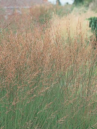 Molinia Caerulea Moorhexe (1.5L pot)