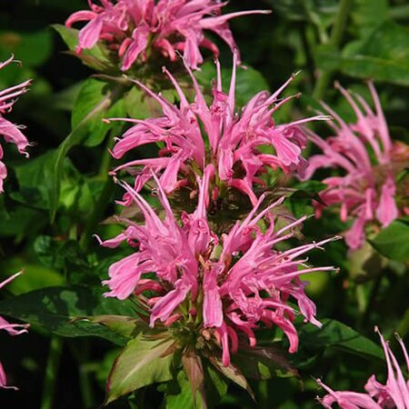 Monarda 'Croftway Pink' (3L pot)