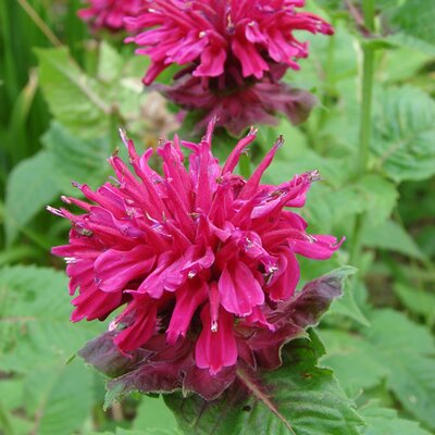 Monarda 'Balmy Rose' - Image by Robbi Hoy from Pixabay