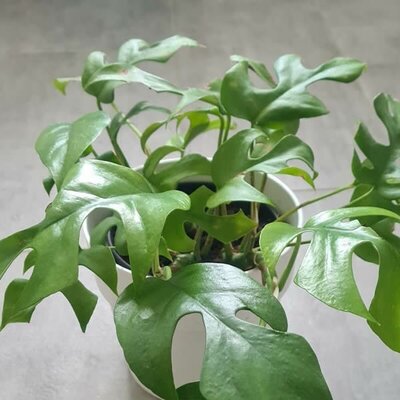 Monstera minima (12cm pot)