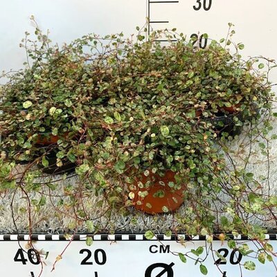 Muehlenbeckia 'Pink Camouflage' - Image courtesy of Pannebakker