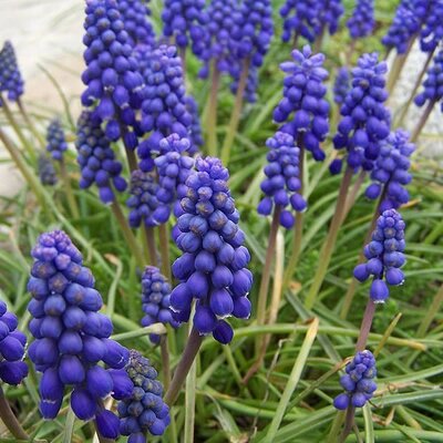 Muscari armeniacum
