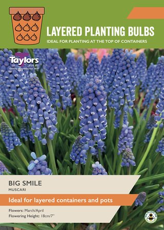 Muscari 'Big Smile' (30 bulbs)