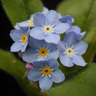 Myosotis “Blue Amie” - Photo by Frank Vincentz (GFDL)