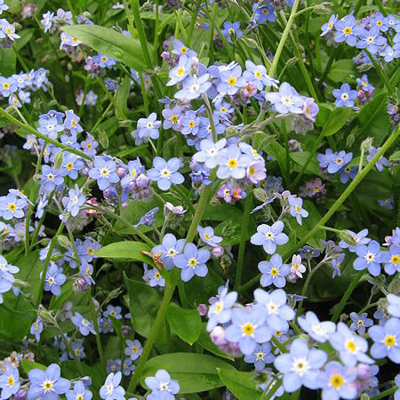 Myosotis 'Mermaid' - Photo by KENPEI (GFDL)