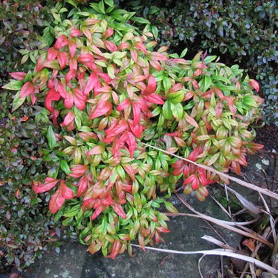 Nandina Domestica 'Firepower' (2L pot)