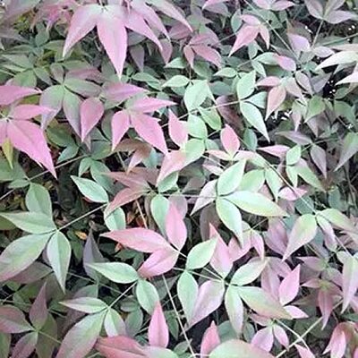 Nandina domestica 'Flirt' - Public Domain Image under Fair Use