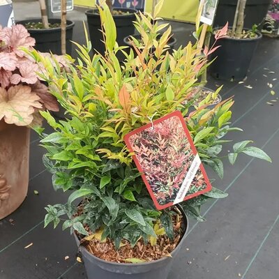 Nandina 'Gulf Stream' - Image courtesy of Tully Nurseries
