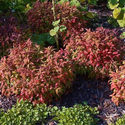 'Nandina Firepower' - photo by Waouter Hagens (CC License)