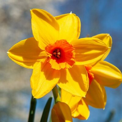 Narcissus Fortune - Image courtesy of Taylor's Bulbs