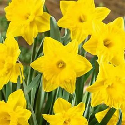 Narcissi Golden Trumpets (5kg)