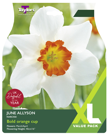 Narcissi 'June Allyson' XL Value Range (12 bulbs)