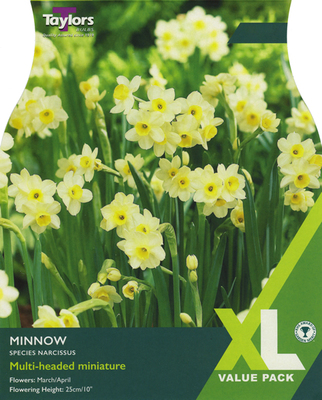 Narcissi 'Minnow' XL (30 bulbs)