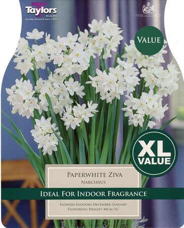 Narcissi Paperwhite Ziva - Image courtesy of Taylors Bulbs