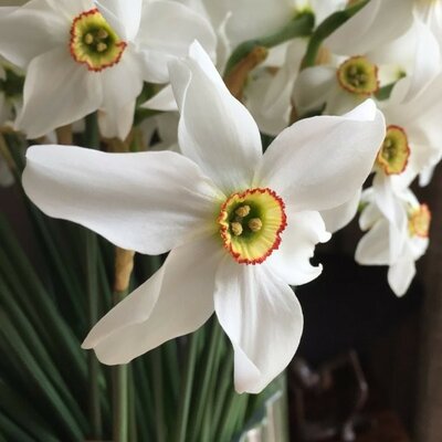 Narcissus Pheasant's Eye - Image courtesy of Taylor's Bulbs