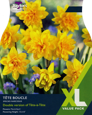 Narcissi 'Tete Boucle' XL Value Range (18 bulbs)