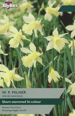 Narcissi 'W.P Milner' (9 bulbs)