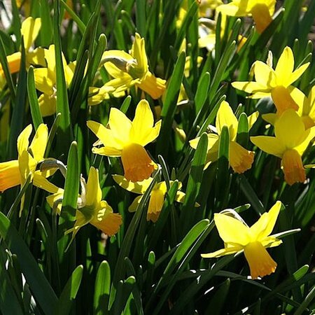 Narcissus Jetfire (1L pot)