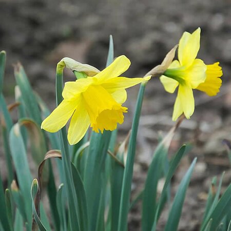 Narcissus Tamara - Image by Hans Linde from Pixabay  