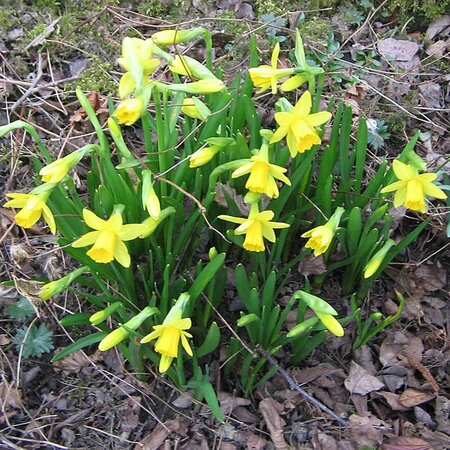 Narcissus Tete A Tete (1L pot)