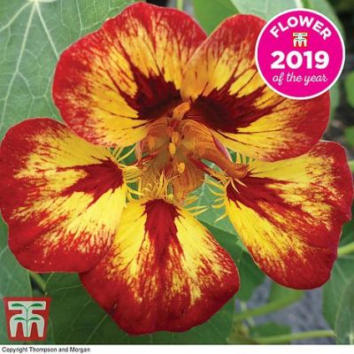 Nasturtium Orchid Flame - Image courtesy of T&M