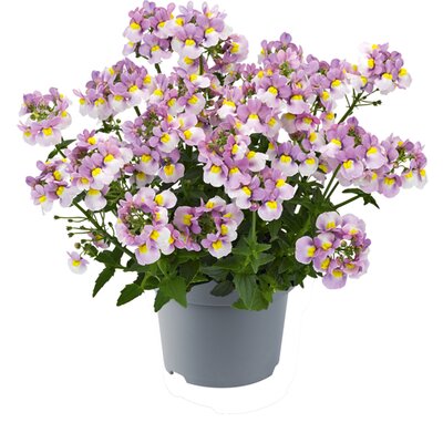 Nemesia Fruticans Nuvo Pink Bicolour Imp - Image courtesy of florensis.com