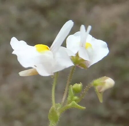 Nemesia 'Wisley Vanilla' - Image courtesy of Picture This