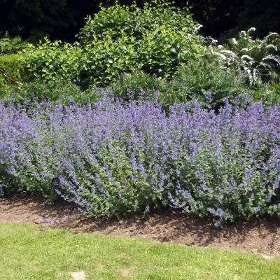 Nepeta "Six Hill Giant" - Photo by Elliott Brown (CC BY-Sa 2.0)