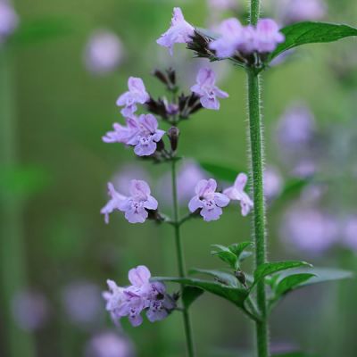 Nepeta "Walkers Low" - Image by salvadorsevillano1 from Pixabay 