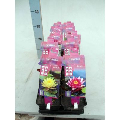Nymphaea mix