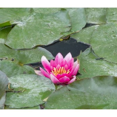 Nymphaea 'René Gérard'