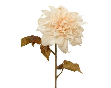 Off-white Dahlia with leaves