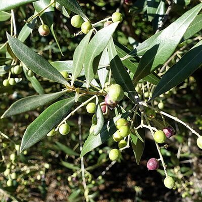 Olea Europaea Std   - Photo by Daderot (CC0 1.0)