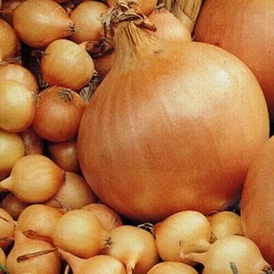 Onion Sets 'Radar'