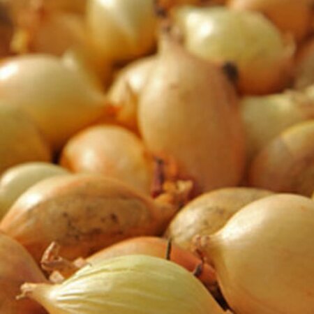 Onion Sets 'Senshyu Yellow' (75 bulbs)