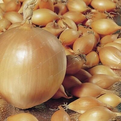 Onion Sets 'Troy'
