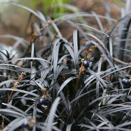 Ophiopogon Nigrescens (2L pot)