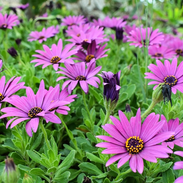 Osteospermum jucundum (3L pot) - Ardcarne Garden Centre | Roscommon & Boyle