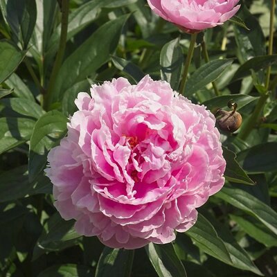 Paeonia 'Sarah Bernhardt' (3L pot)