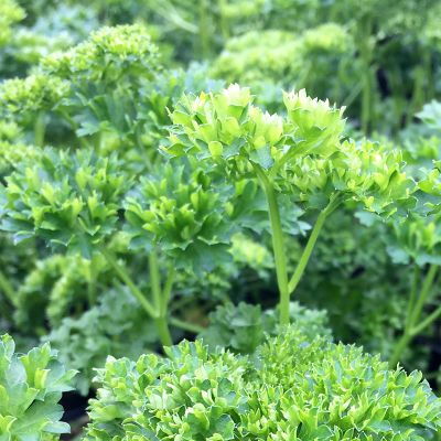 Parsley (9cm pot)